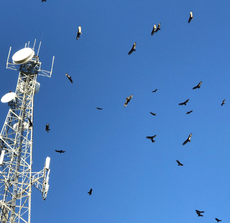 Bird Deterrent Technology - Vultures circling to roost on a communications tower