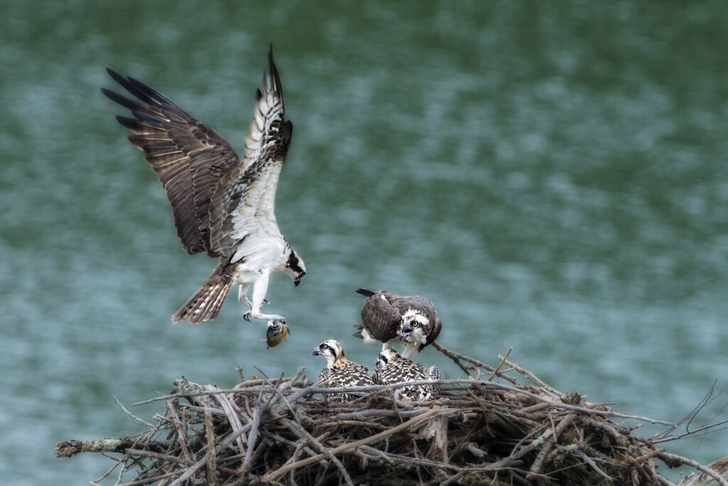 Mother osprey bringing food to the babies in the nest
