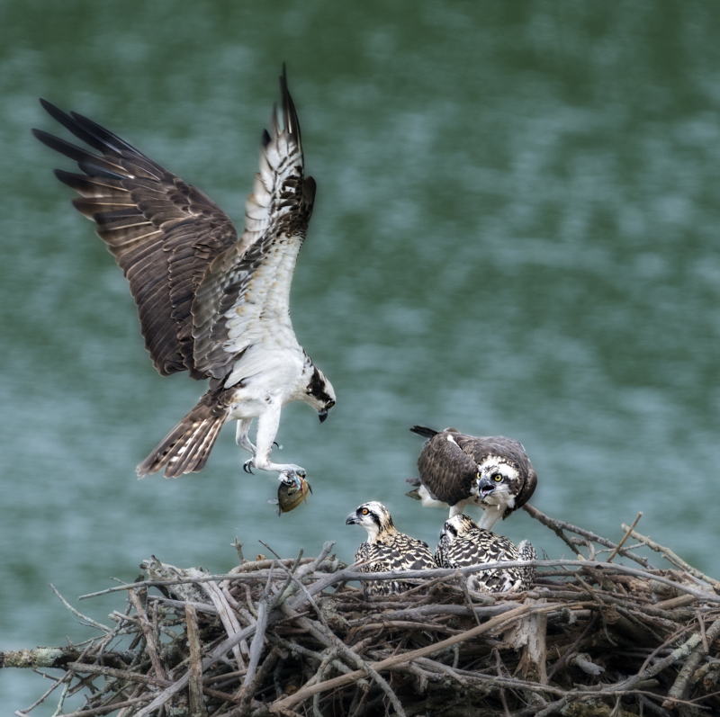 Bird Deterrent Technology - Mother Osprey bringing food to her offspring