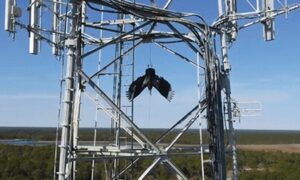 Vulture Deterrent for Cell Towers and Power Line Towers